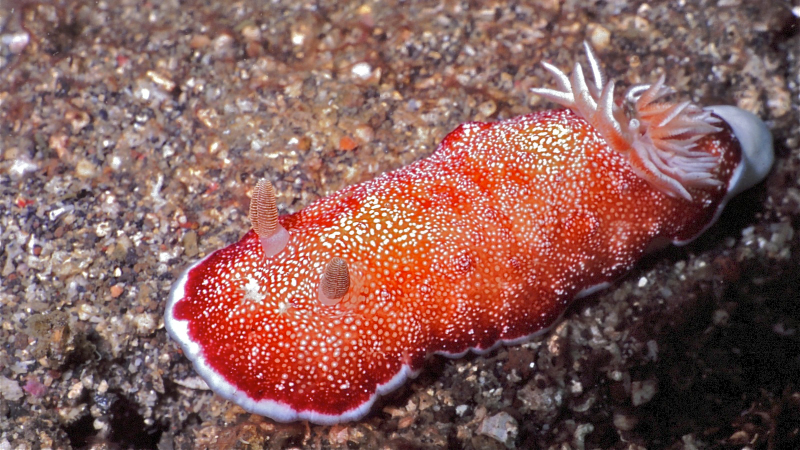Illustration for article titled Striking Photographs Of Sea Slugs Expose The Alien World Under the Sea